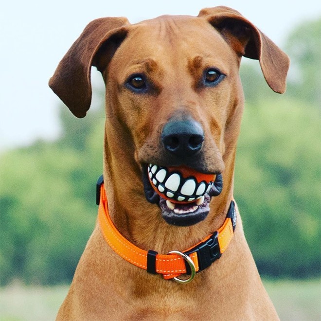 Этот мяч сделает из любой собаки улыбаку