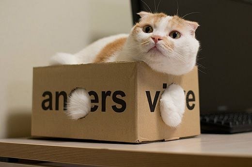 Коты любят коробки, потому что те похожи на капсулы, в которых они были спущены на Землю. Коты любят коробки, потому что те похожи на капсулы, в которых они были спущены на Землю.