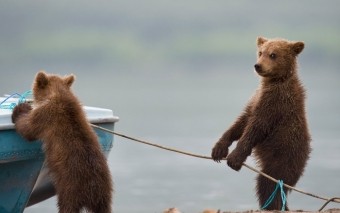 Лесные силачи