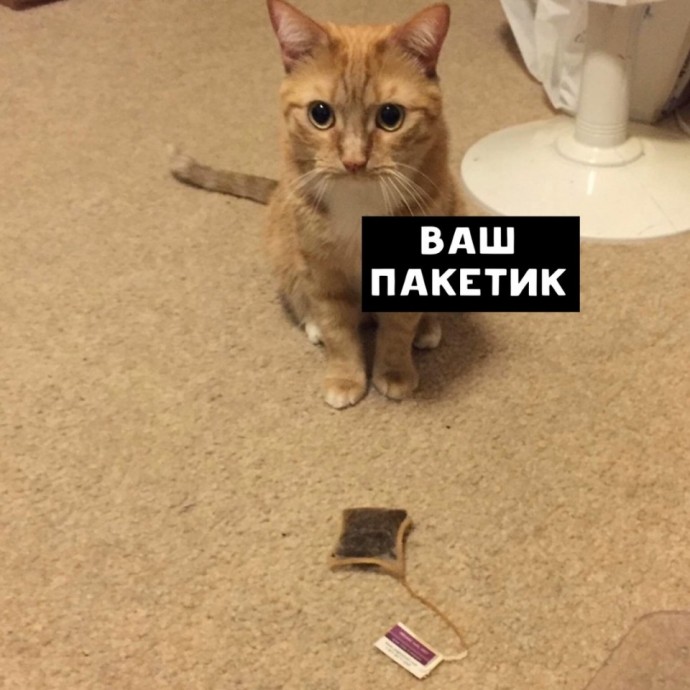 Умные коты на вес золота.