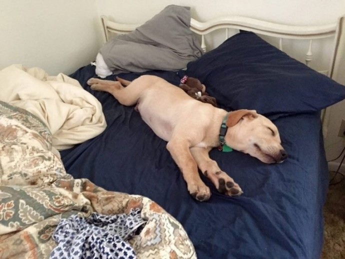 Каждая собака знает, что самые сладкие сны снятся на хозяйской кровати