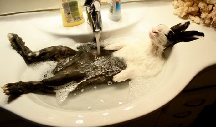 Когда домашние животные обожают принимать ванну.