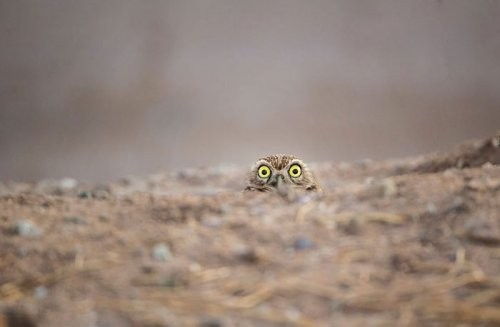 Смешные фотографии с дикими животными