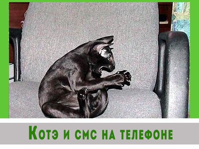 Котэ готовятся к съемкам в блокбастере.