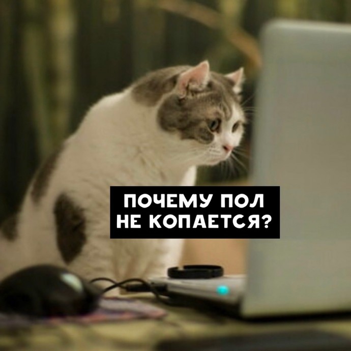 О чем гуглят коты