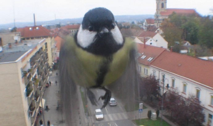 Забавные фотобомбы от пернатых.