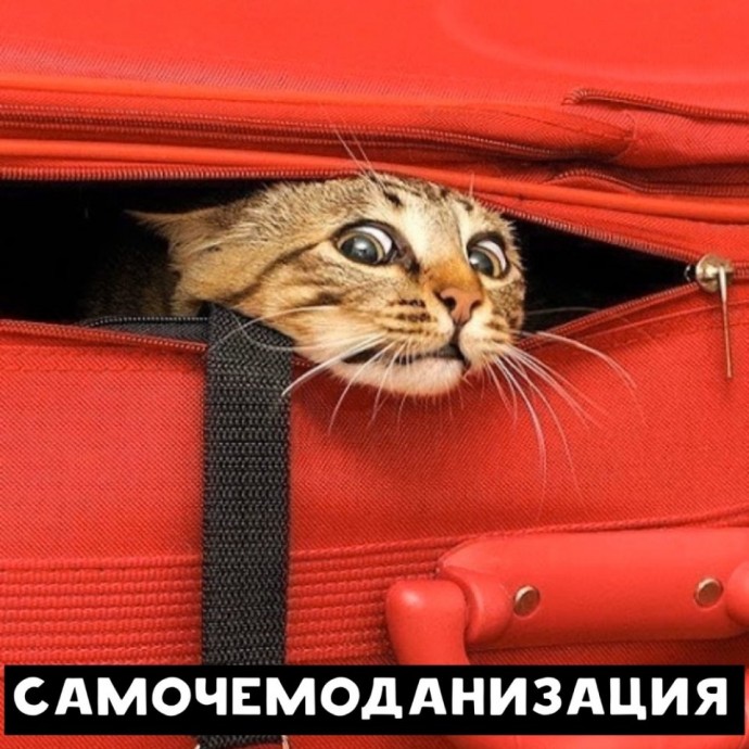 Когда коты в теме