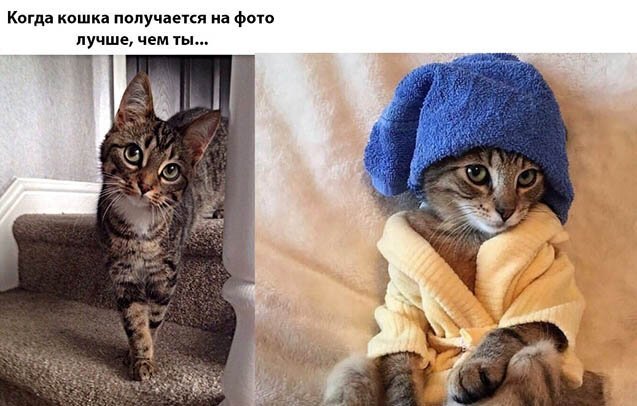 Котопост