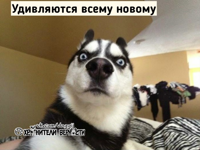 Собаки очень часто напоминают своими повадками людей: