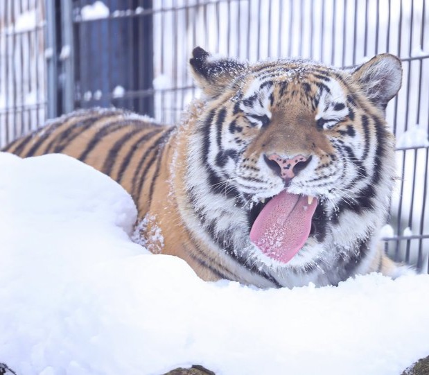 Тигр впервые попробовал снег и ему понравилось!