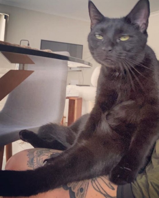 Если бы не лапки у котиков, то они обязательно удаляли бы такие фотографии Если бы не лапки у котиков, то они обязательно удаляли бы такие фотографии