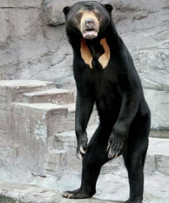 Малайский медведь больше похож на человека в костюме медведя.