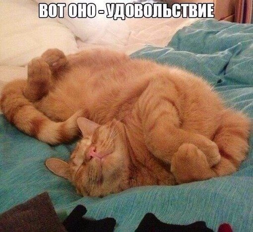 Будь как кот: захотел поспать - падай и спи!