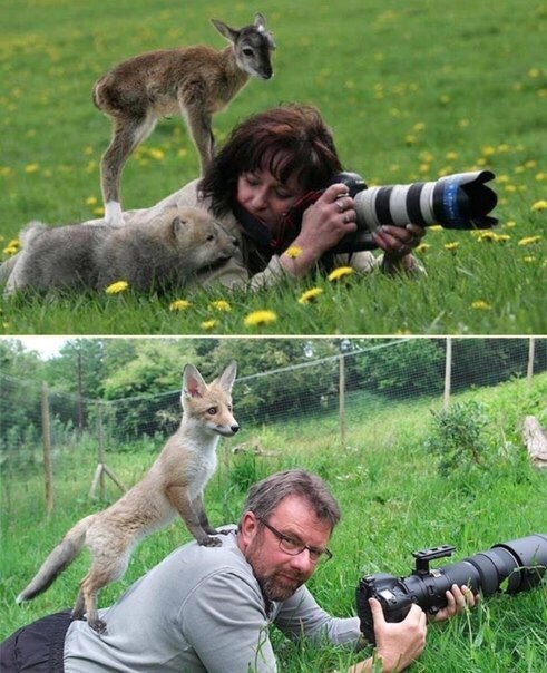 Фотографы зверей - "издержки" профессии