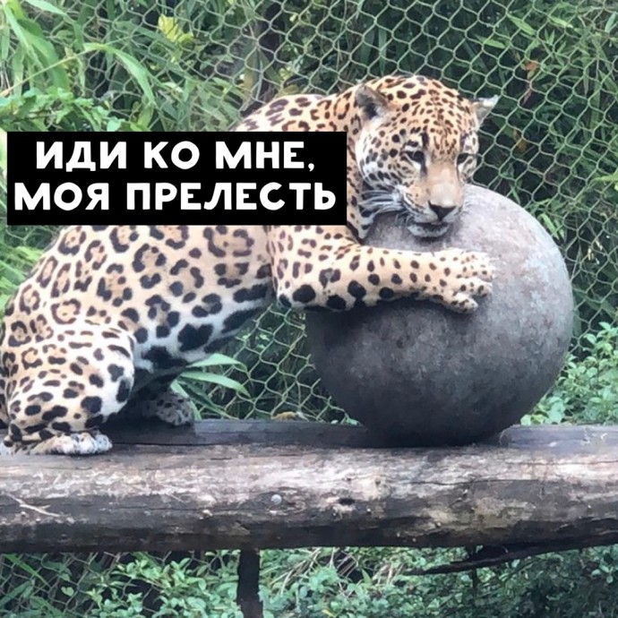 Когда нашёл свою прелесть