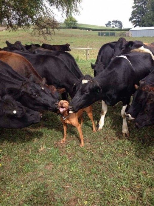 Коровы - это большие собаки