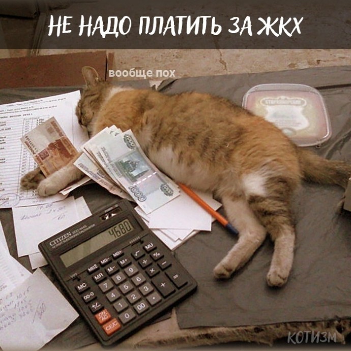 Плюсы быть котом
