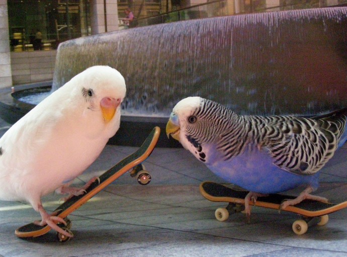 Веселые попугаи