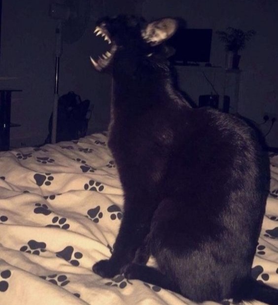 6 доказательств того, что чёрные коты - приспешники дьявола