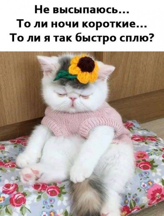 Позитив от животных