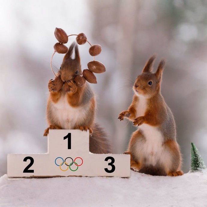 Зимние Олимпийские игры для белок