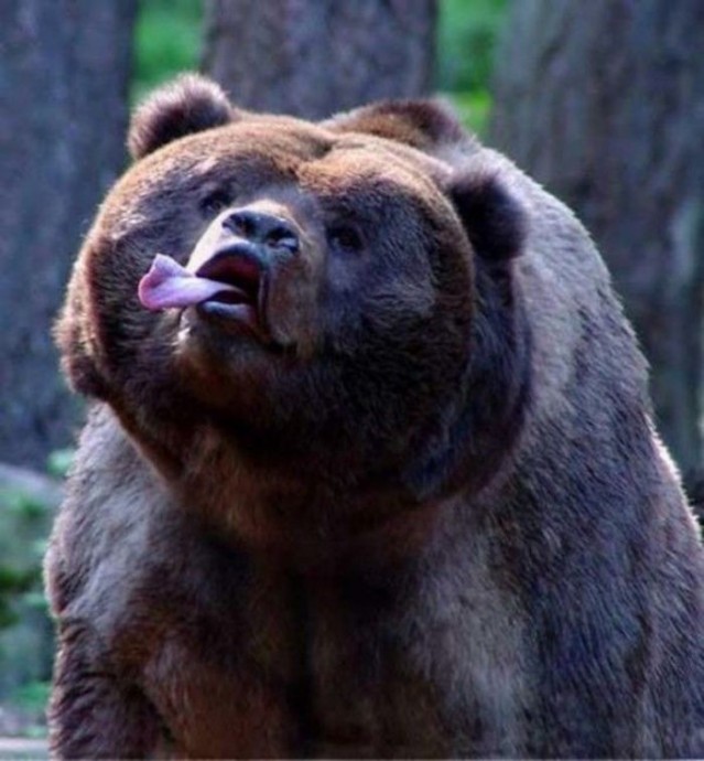 Приколы с медведями