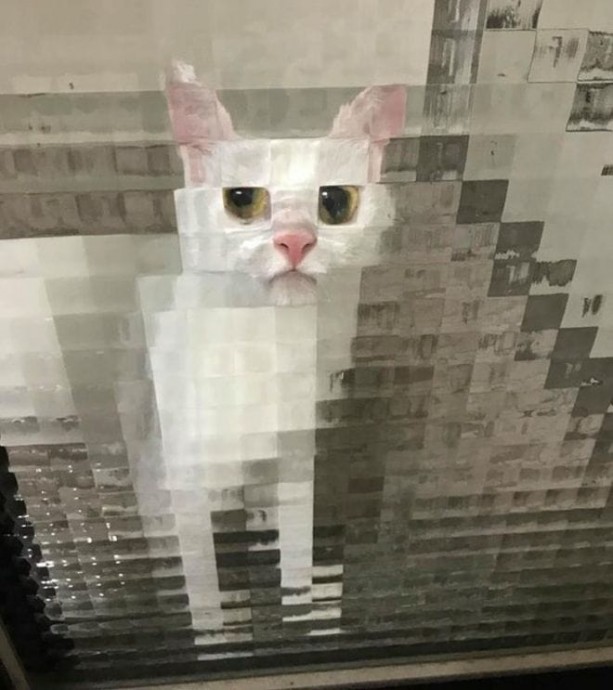 Стёкла в доме превращают котов в произведения сюрреалистов
