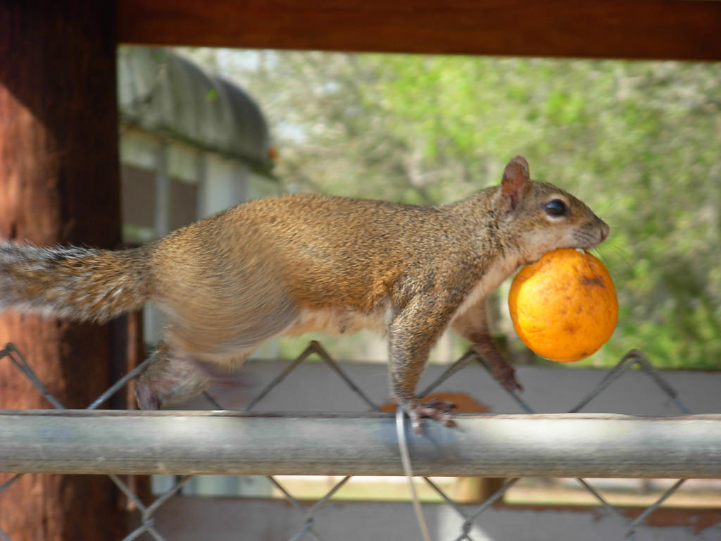 Енот с хлебом. Енот вор. Сахарный воришка животное. Забавные вороны. Воровство животных.