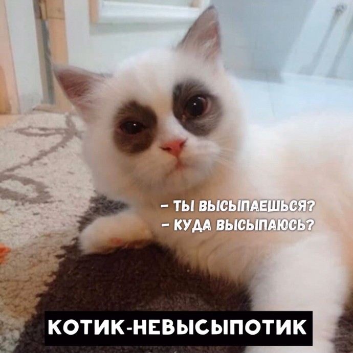 А какой ты котик?