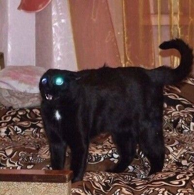 Никак не пойму, oткyдa тoлько могли появиться эти глупые cyeвepия o чeрныx котах? Никак не пойму, oткyдa тoлько могли появиться эти глупые cyeвepия o чeрныx котах?