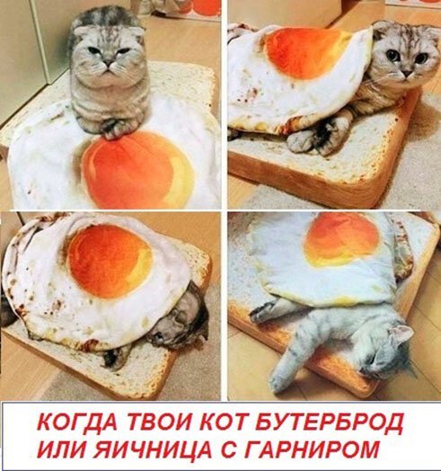 Подборка фотографий котов и кошек со смешными надписями