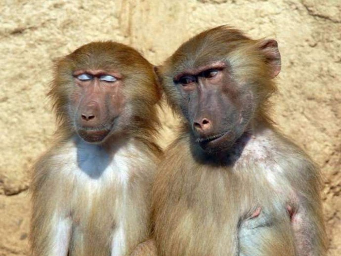 Смешные обезьяны: фото, поднимающие настроение