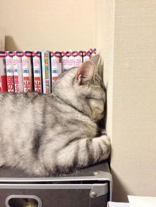 Искусству сна учиться нужно у кошек
