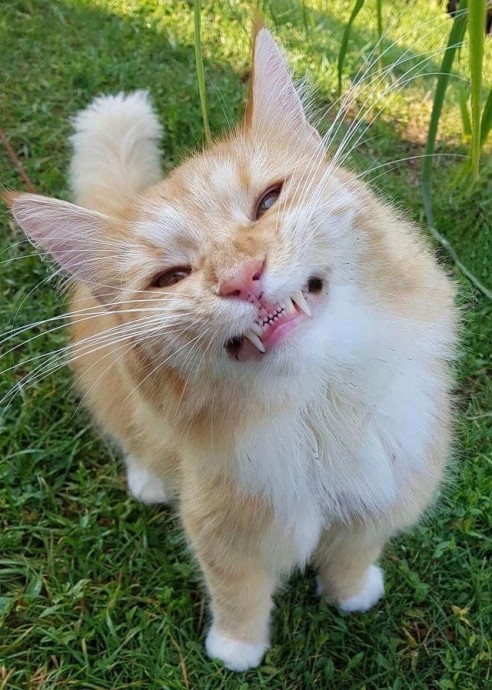 Когда коты показали свои зубы и при этом выглядели милыми дурашками