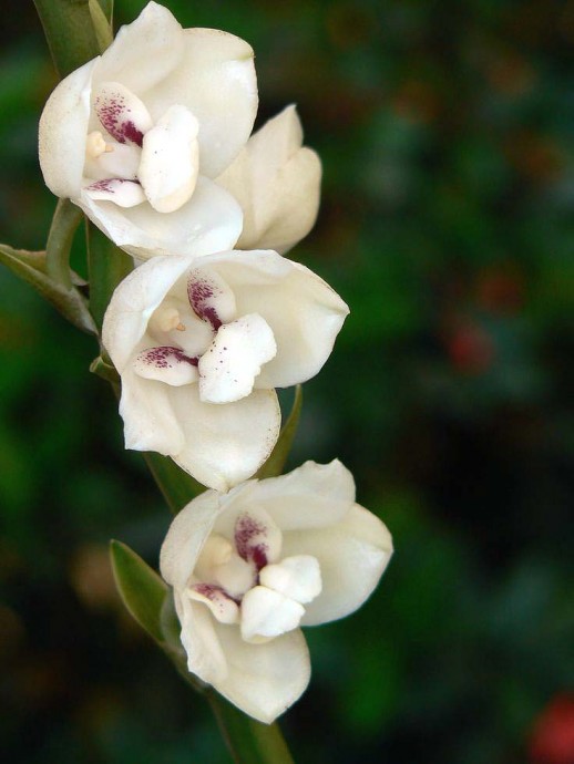 Орхидея «Голубь»