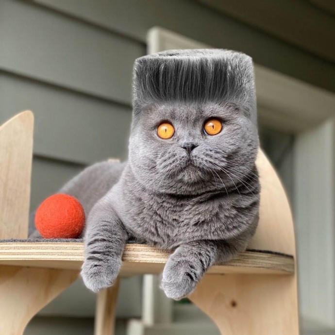 Стоит признать, что котам пошла бы любая причёска