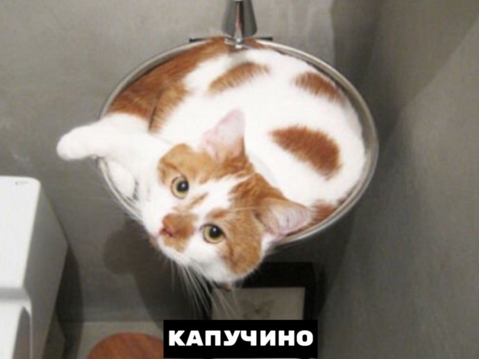 Котики бывают разными :)