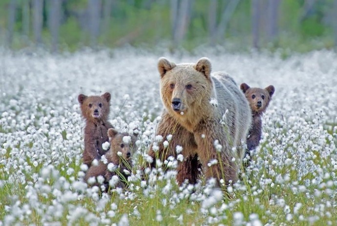 Несмотря на грозный вид, медведи могут быть очень милыми