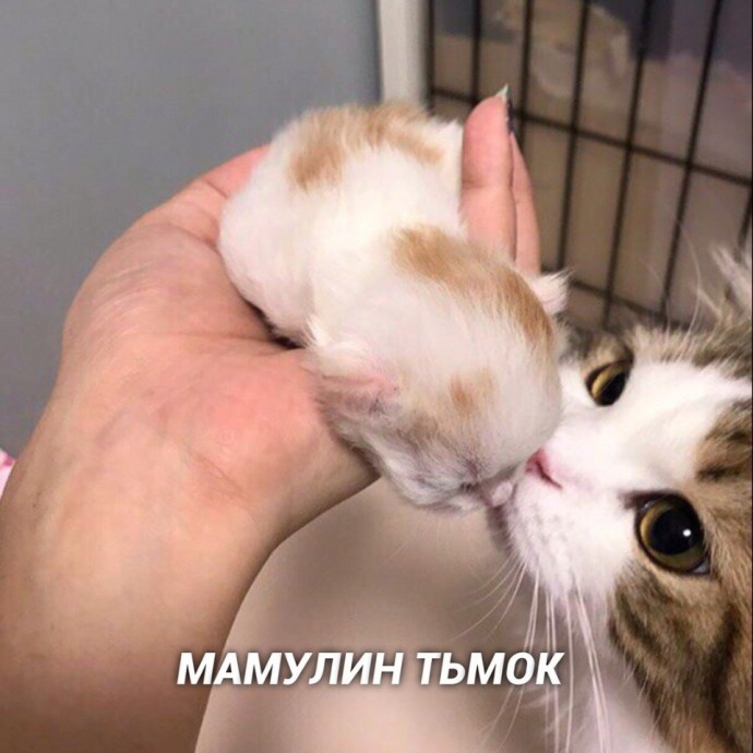 Пособие по тьмок