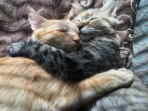 Прикольная подборка кошек спящих в самых разных, порой забавных позах.