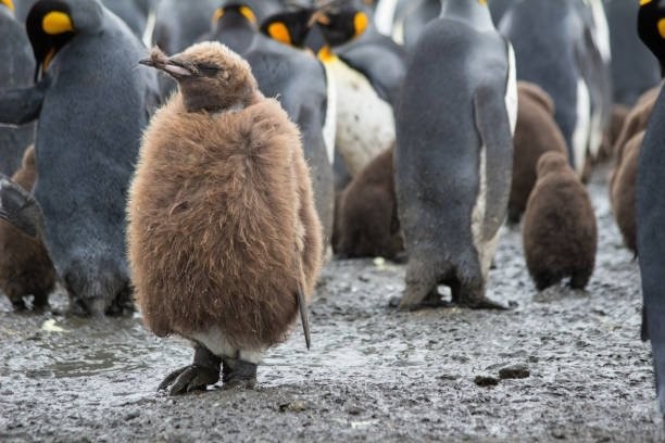 Просто пингвинчики-подростки, еще не сменившие оперение. Выглядят очень забавно