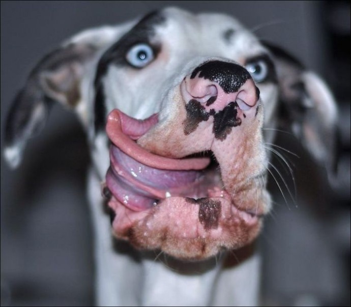 Забавный пес и его смешные гримасы