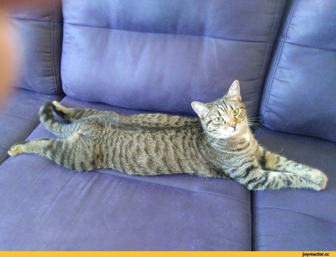 Говорите, от кота нет никакой пользы? А кто диван целый день охраняет?