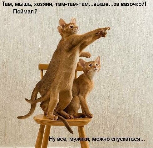 Картинки котяр со смешными надписями