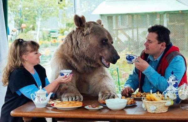 Пора зводить медведей