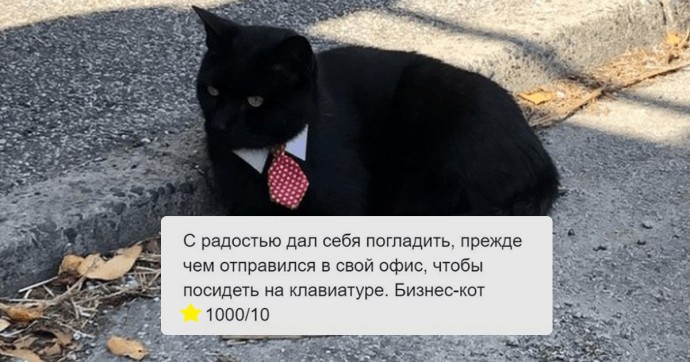 Рецензии на котов