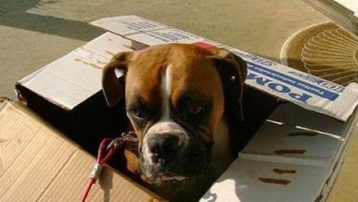 Собаки, которые тоже любят сидеть в коробках