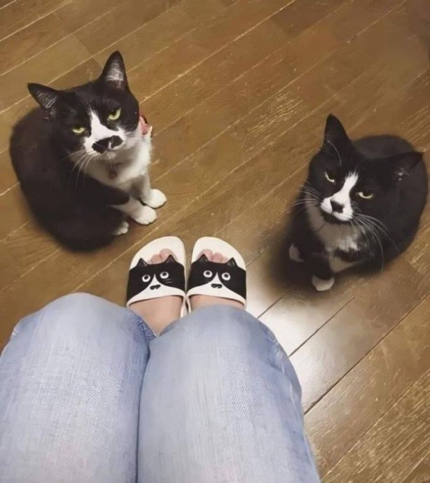 Котики, которые точно знают, кто хозяин в доме