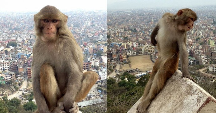 Пользователи сети делятся фото животных, которые смешат и удивляют