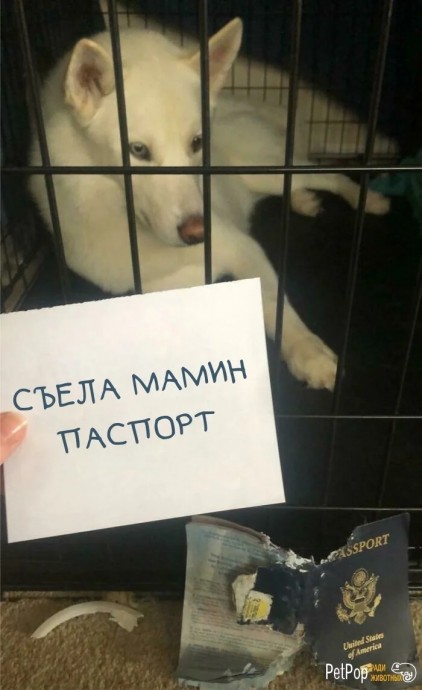 Попались